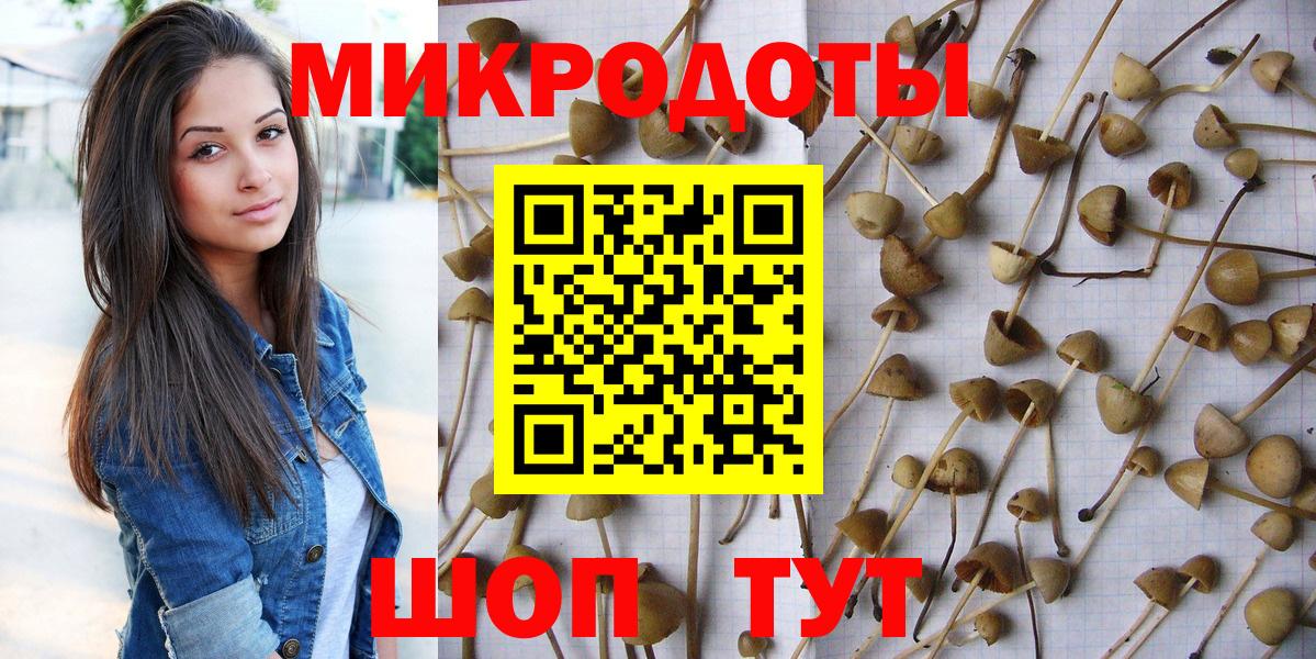 Псилоцибиновые грибы Psilocybe Новодвинск